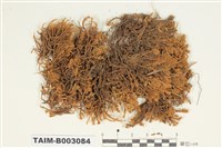 藏品(灰苔科)的圖片